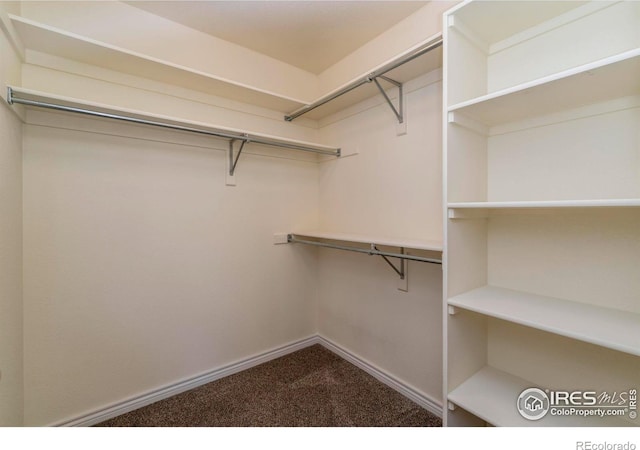 walk in closet featuring carpet flooring