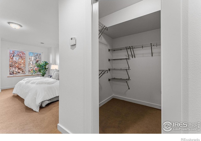 spacious closet featuring carpet flooring