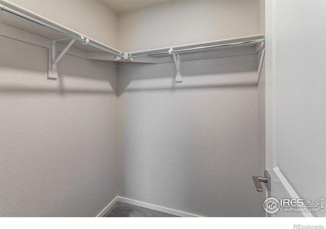 6105 Saddle Horn Dr, Timnath, CO 80547 - walk in closet featuring carpet floors
