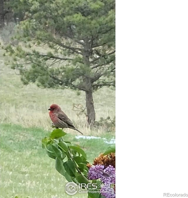 580 Saddle Notch Rd, Loveland, CO 80537 - exterior view
