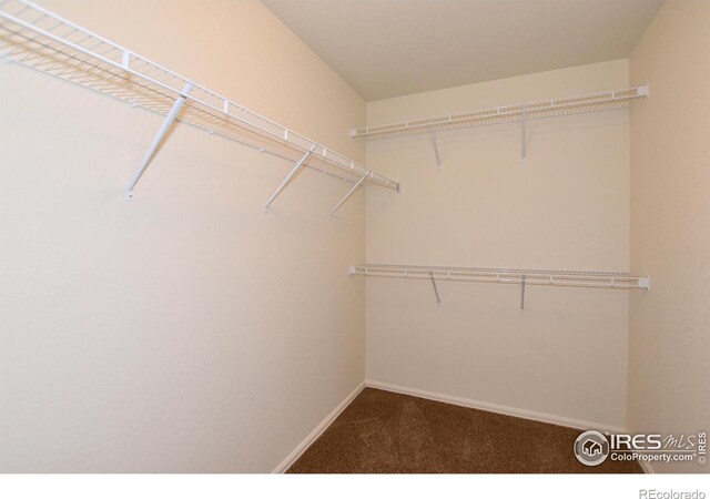 walk in closet with carpet flooring