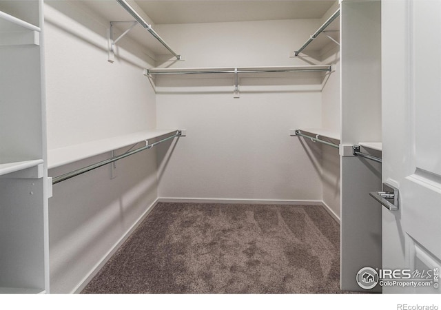 walk in closet with carpet flooring