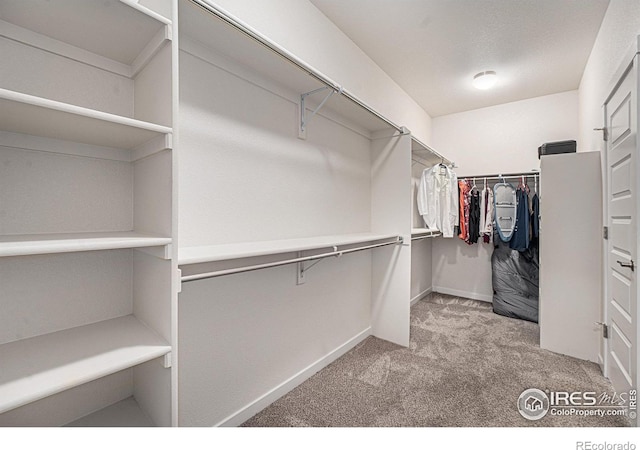 walk in closet featuring light colored carpet