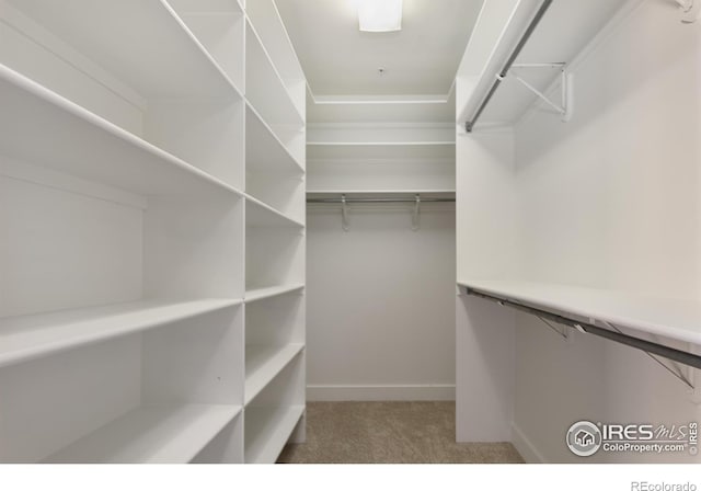 walk in closet featuring carpet flooring