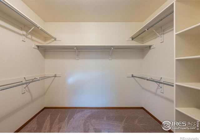 spacious closet featuring carpet