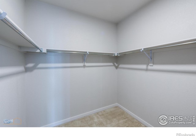 spacious closet featuring carpet