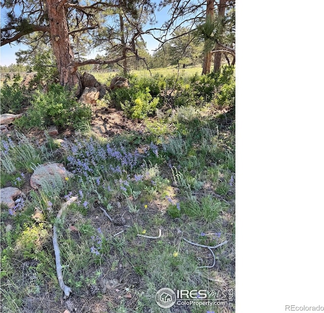 62 White Slide Mountain Ct, Livermore, CO 80536 - photo 7