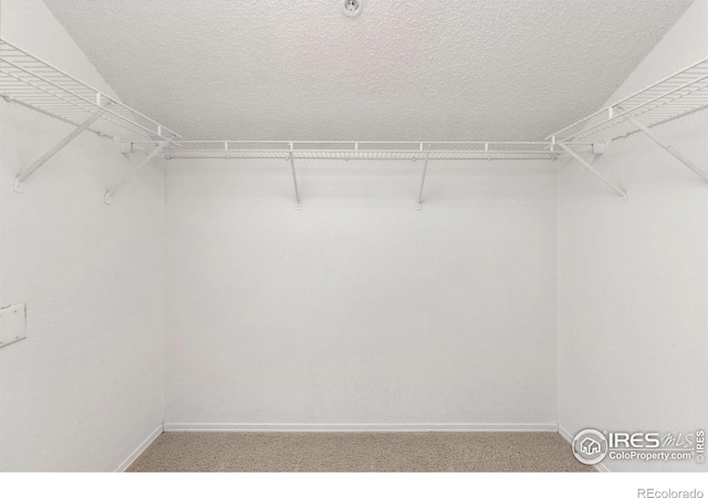 spacious closet featuring carpet flooring