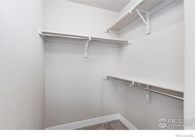 spacious closet featuring carpet floors