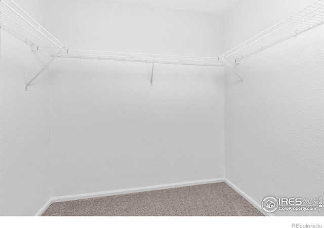 spacious closet with carpet