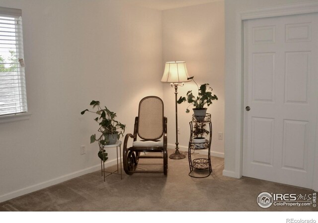 sitting room featuring carpet flooring