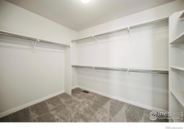 walk in closet featuring carpet floors