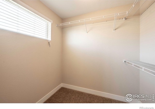 walk in closet with carpet floors