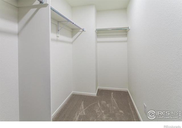 spacious closet featuring carpet floors