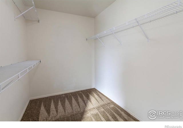 spacious closet featuring carpet floors