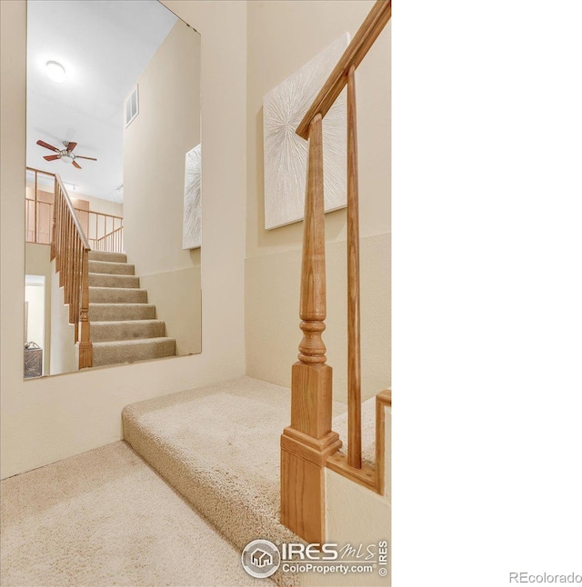 stairs featuring ceiling fan and carpet