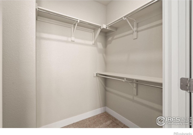 spacious closet featuring carpet floors