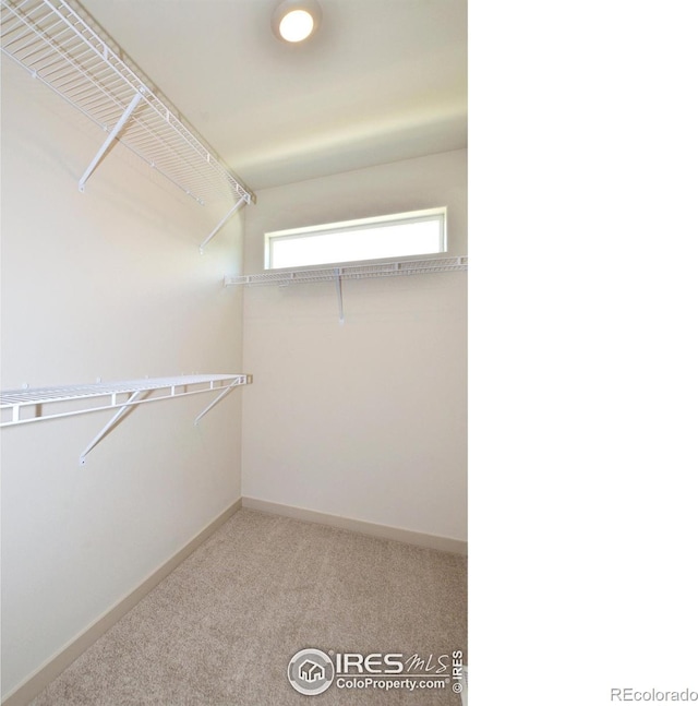 spacious closet featuring carpet floors