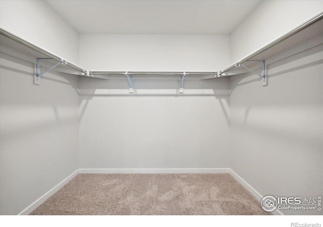 spacious closet featuring carpet flooring