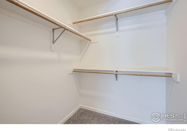 spacious closet featuring carpet flooring