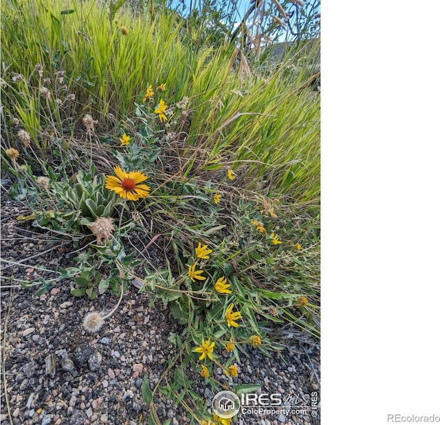1737 Eiger Rd, Livermore, CO 80536