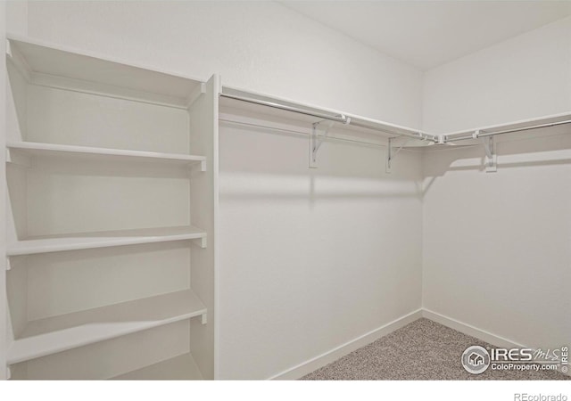 spacious closet featuring carpet floors