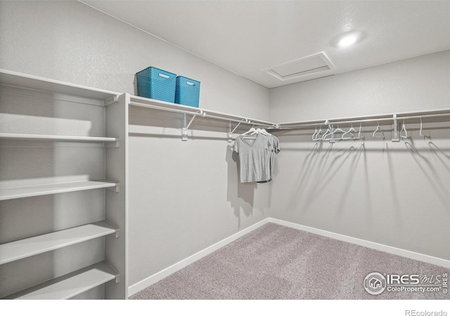 spacious closet featuring carpet