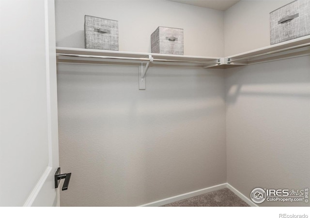 walk in closet with carpet flooring