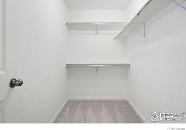 spacious closet featuring carpet floors