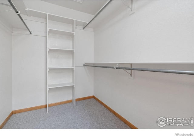 walk in closet with carpet flooring