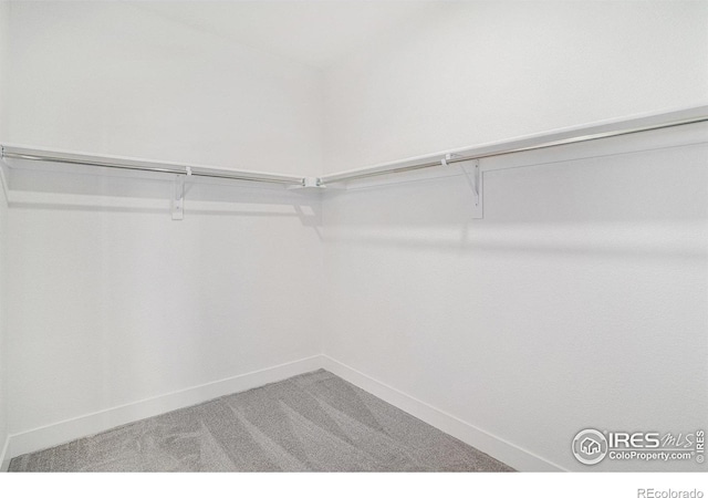 spacious closet featuring carpet