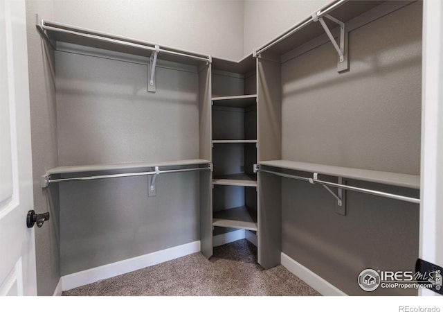 spacious closet with carpet