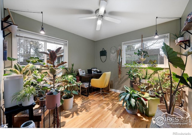 office featuring ceiling fan and hardwood / wood-style floors