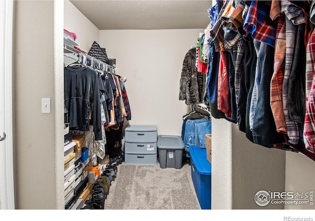 spacious closet featuring carpet flooring