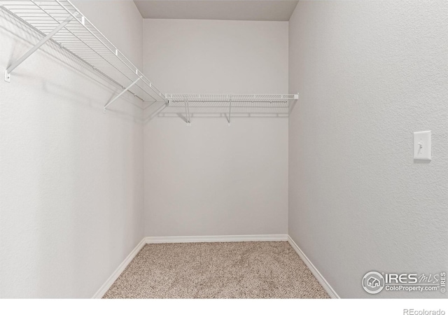 walk in closet featuring carpet flooring