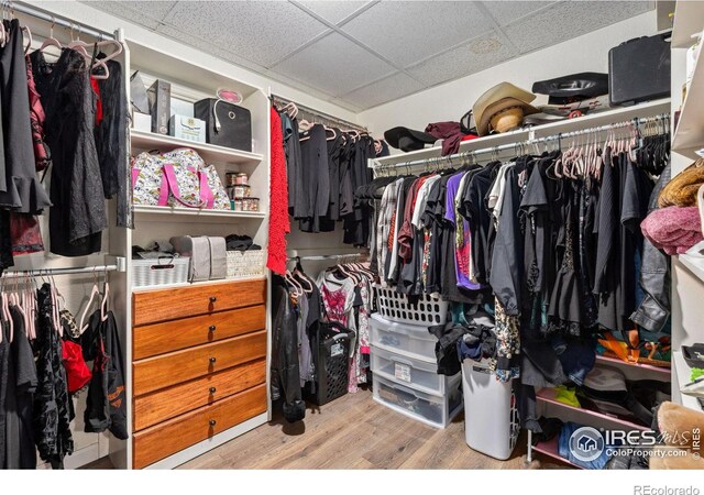 walk in closet with light wood finished floors and a paneled ceiling