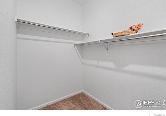 spacious closet featuring carpet flooring