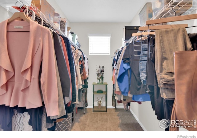 walk in closet featuring carpet floors