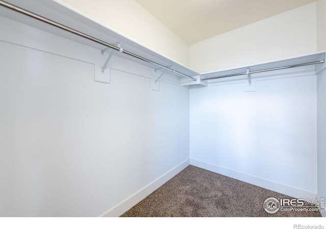 walk in closet featuring carpet floors