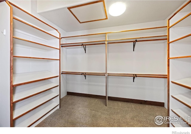 spacious closet featuring carpet floors