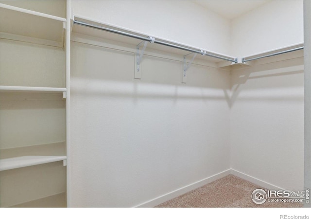 walk in closet with carpet flooring