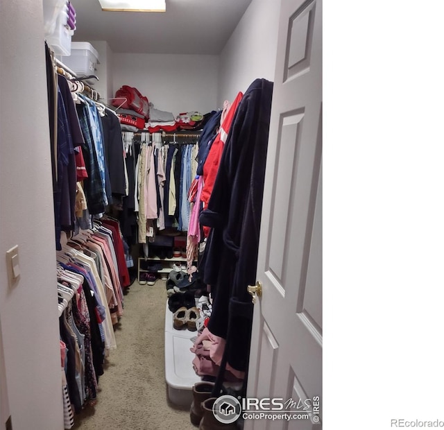 walk in closet with carpet flooring