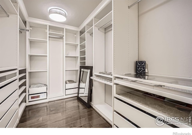 spacious closet featuring dark wood-type flooring