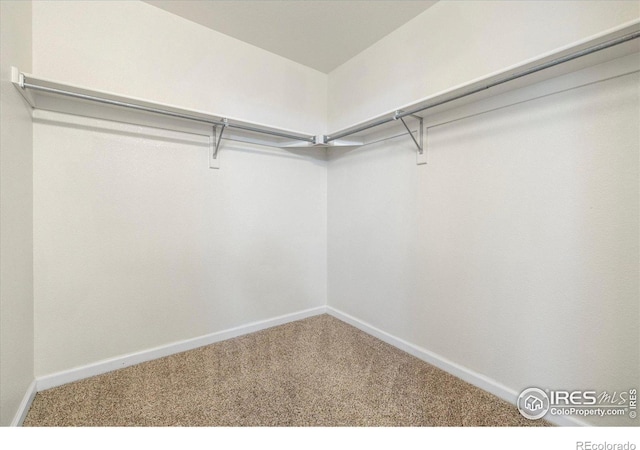 walk in closet featuring carpet flooring