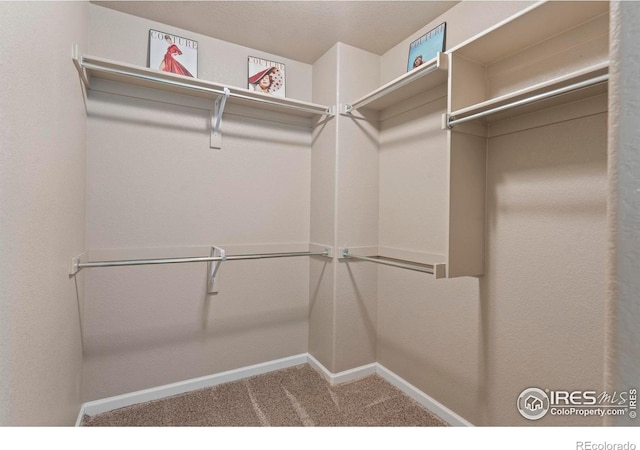 walk in closet with carpet flooring