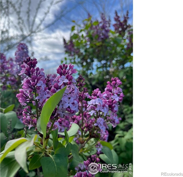 584 Sunwood Dr, Loveland, CO 80538 - view of details