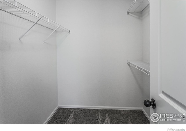 2113 Day Spring Dr, Windsor, CO 80550 - walk in closet with carpet floors