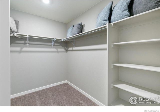spacious closet featuring carpet flooring