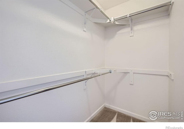 61 Avocet Ct, Longmont, CO 80501 - walk in closet featuring carpet floors