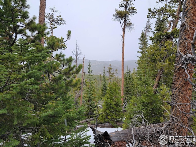 50 Carrier Way, Red Feather Lakes, CO 80545 - photo 16